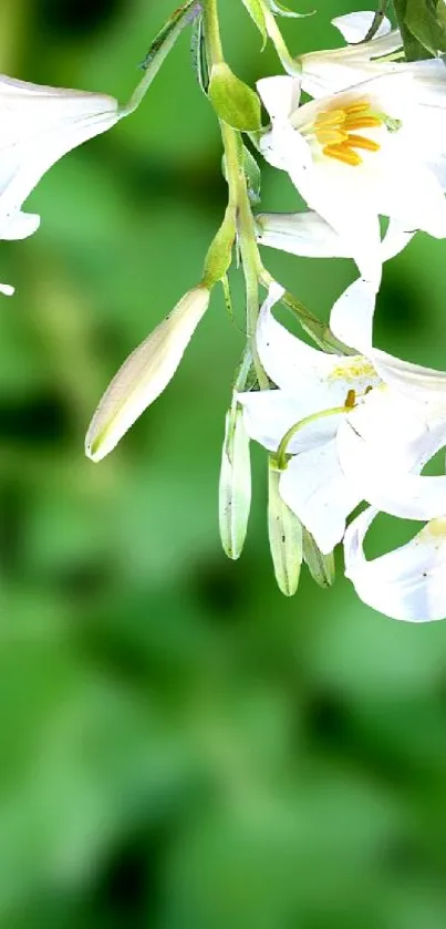 Colorful hummingbird with white lilies set against green background.