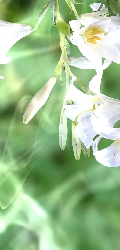 Hummingbird feeding on white lilies with vibrant green background.