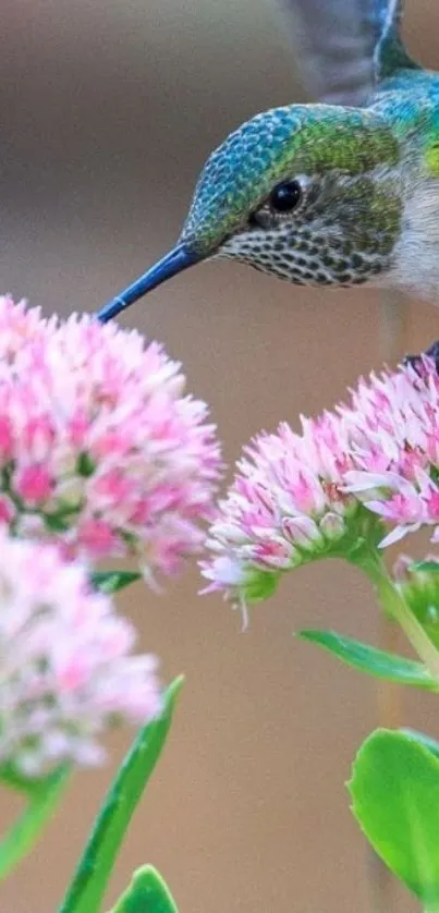 Hummingbird sipping nectar on pink blossoms in nature.