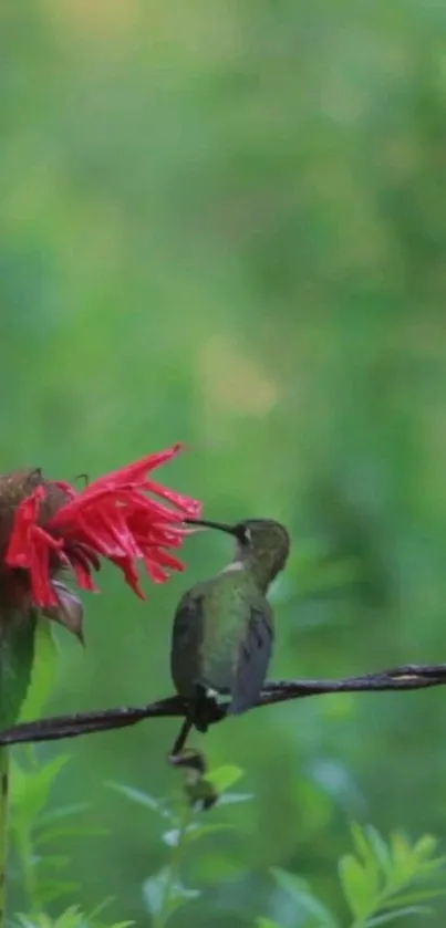 Hummingbird feeding on red flower with lush green background.