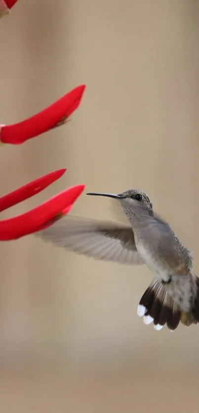 Hummingbird hovering near vibrant red flowers.