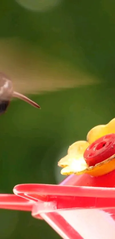 Hummingbird feeding from a vibrant red feeder with natural green backdrop.