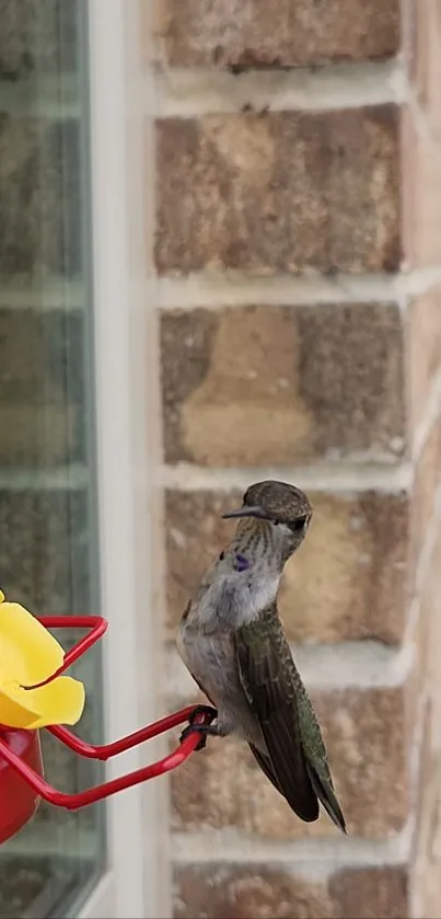 Hummingbird perched on a red and yellow feeder near a brick wall.