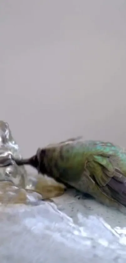 Hummingbird feeding at a water fountain.