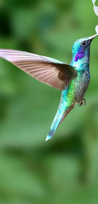 Vibrant hummingbird flies towards a delicate flower on a green background.