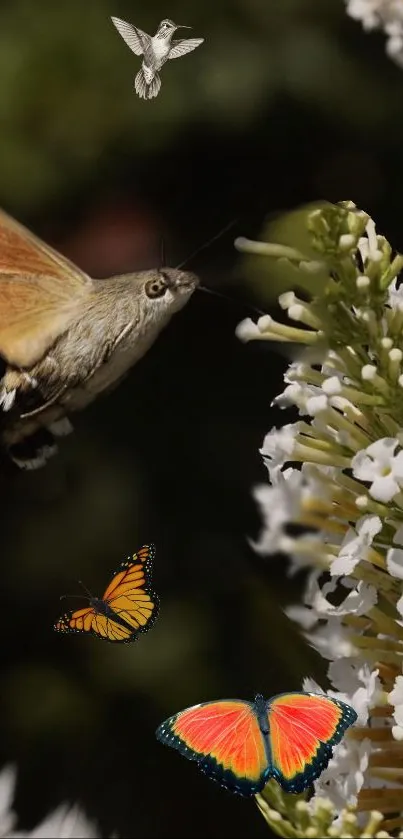 A hummingbird hovers near delicate white blossoms in the garden.