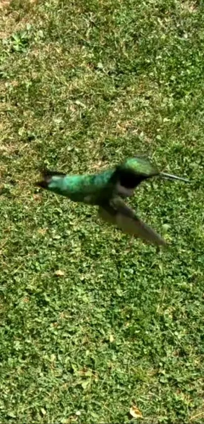 Hummingbird in flight over a lush green background.