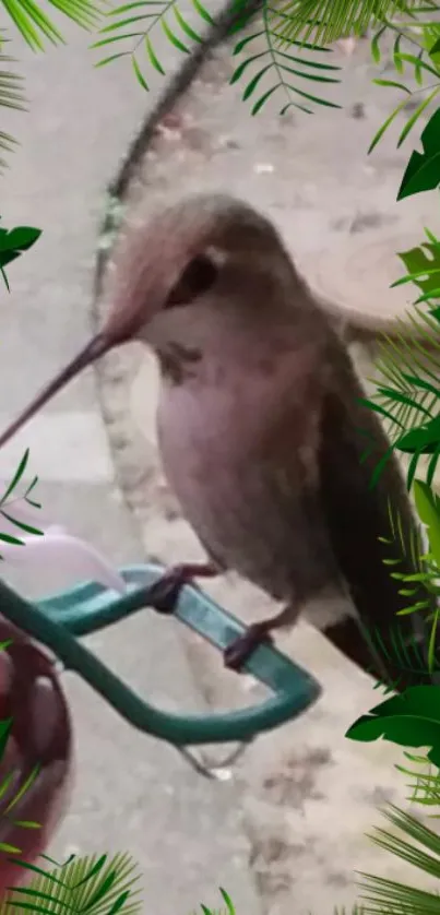 Hummingbird perched with green leafy border.