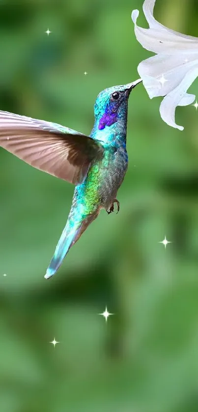 Colorful hummingbird near white flowers on green background.