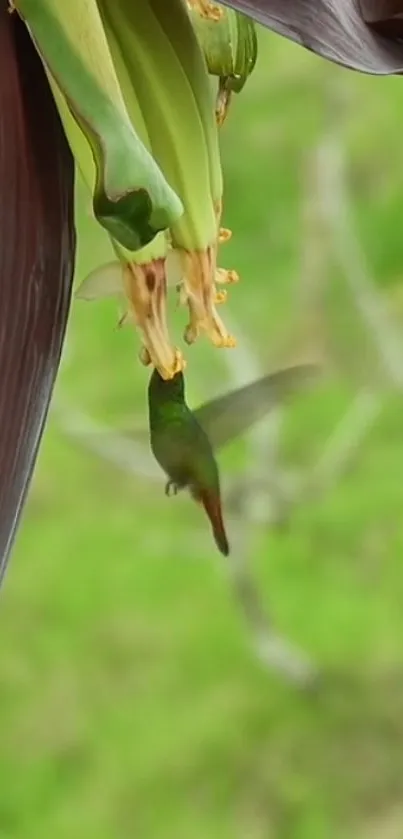 Hummingbird feeding on a banana blossom with a green background.