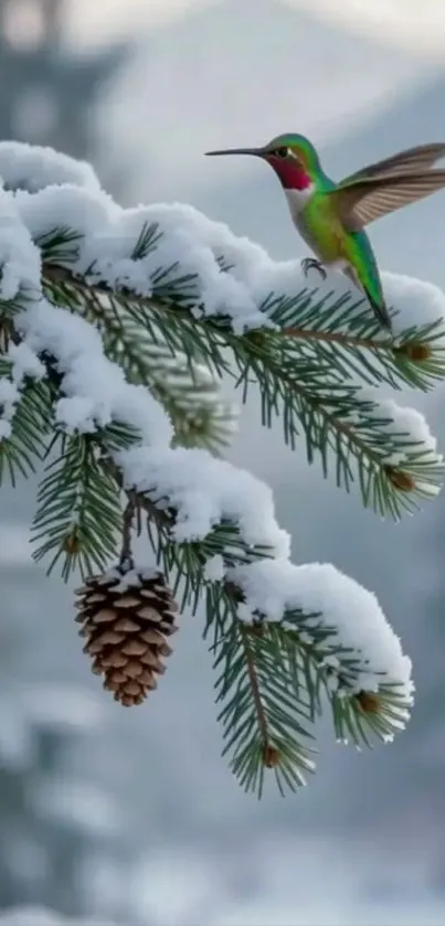 Hummingbird perched on snowy pine branch with forest background.