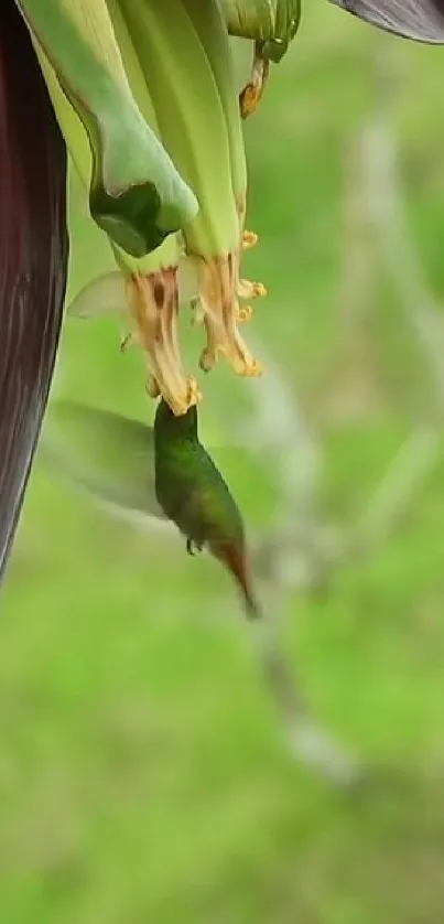 Hummingbird feeding on a tropical flower.