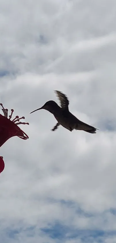 Hummingbird flying near a red flower with a cloudy sky background.