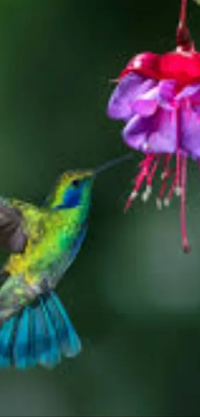 Colorful hummingbird hovering by a vibrant flower.