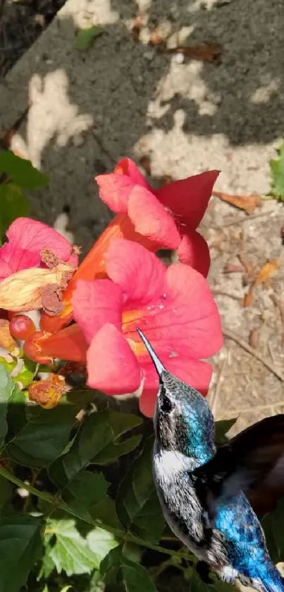 Hummingbird near pink flowers with green leaves in sunlight.