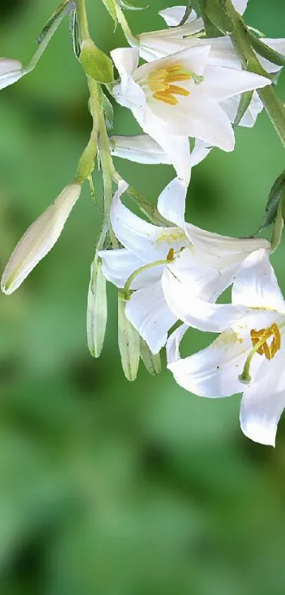 Hummingbird sipping nectar from elegant white lilies in lush greenery.