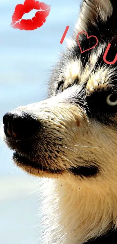 Husky with love message by the beach background.