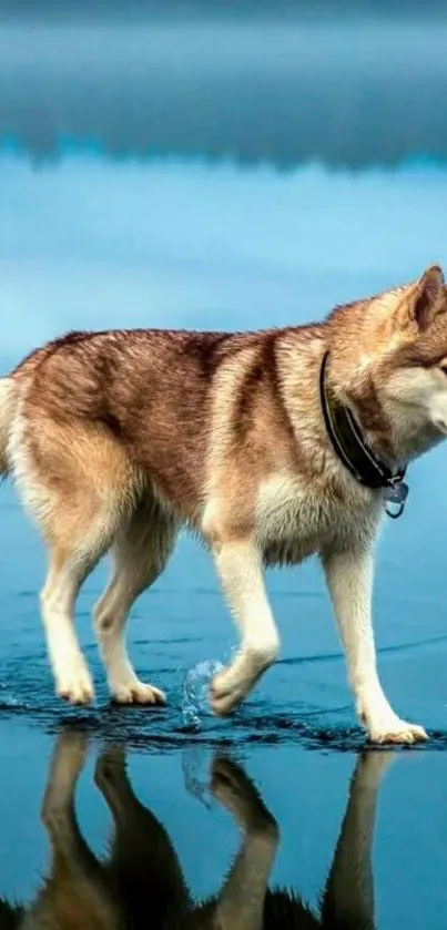 Husky walking on water with scenic reflection.