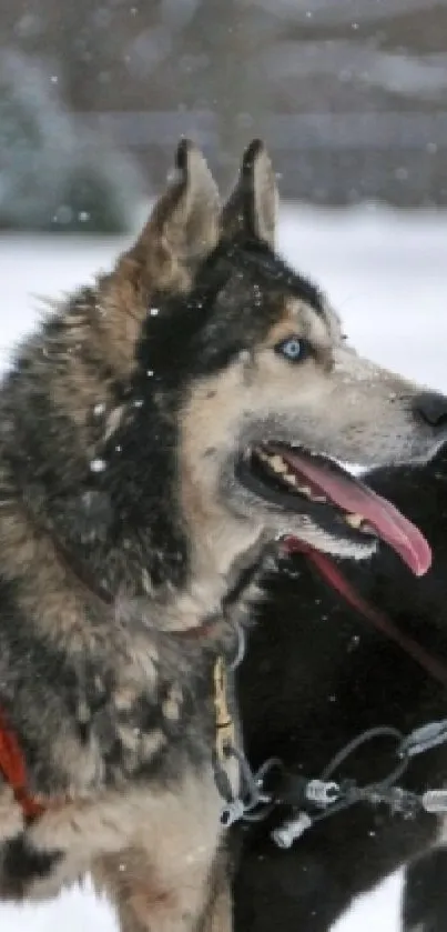 Two husky dogs standing in a snowy landscape, ready for adventure.