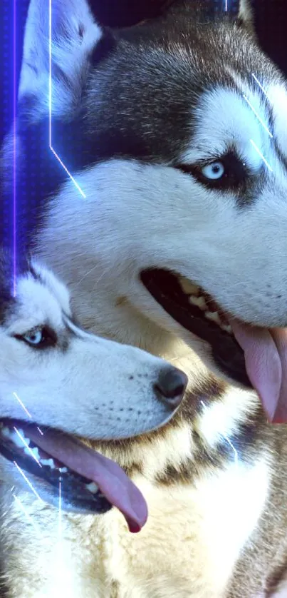 Two Siberian Huskies with blue eyes on a black background.