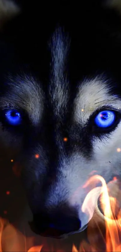 Husky with blue eyes surrounded by fire, creating a mystical and striking image.