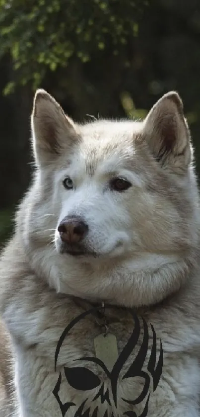 Siberian Husky sitting in a lush forest setting with natural light.