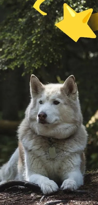 Majestic husky resting in lush forest setting with dappled sunlight.