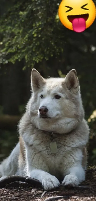 Husky dog relaxing in a forest with a playful emoji at the top.