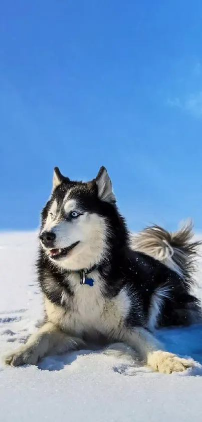 Siberian Husky in a snowy landscape under a blue sky.