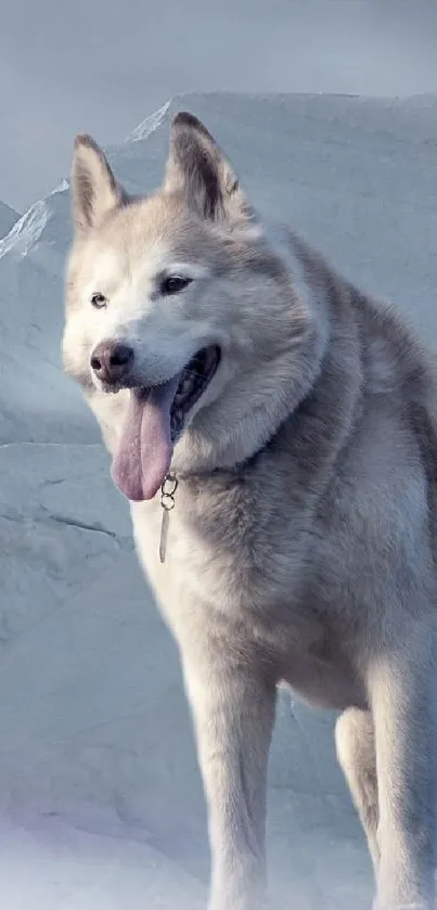 Majestic husky against icy snow background, perfect for animal enthusiasts.