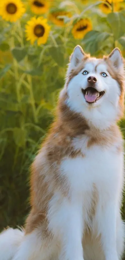 Happy husky sitting in a field of sunflowers, smiling at the camera.