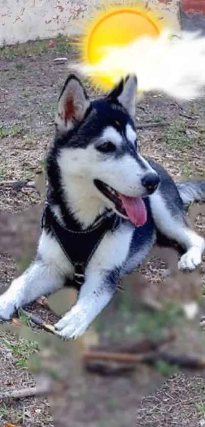 Playful Husky on a sunny field with bright sun.