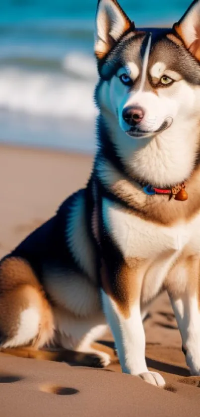 Majestic husky sitting on sandy beach with ocean waves.