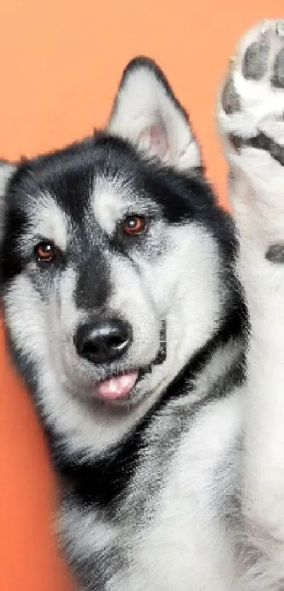 Playful husky dog with paw raised on orange background.