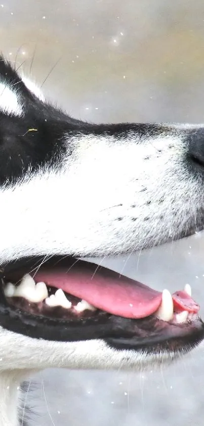 Close-up of a husky dog with white and black fur, looking sideways.