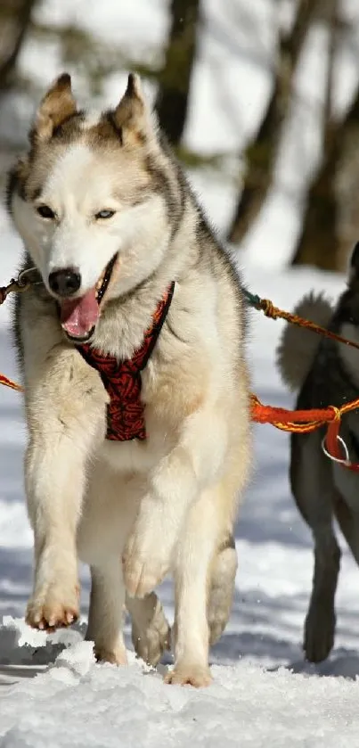 Husky sled team racing through snowy forest.
