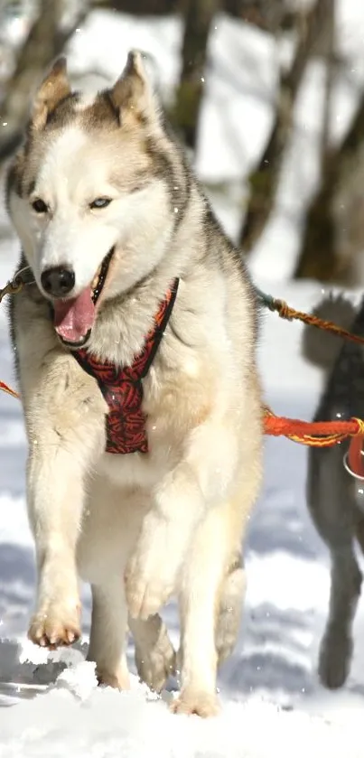 Siberian husky sledding through the snow on a bright winter day.