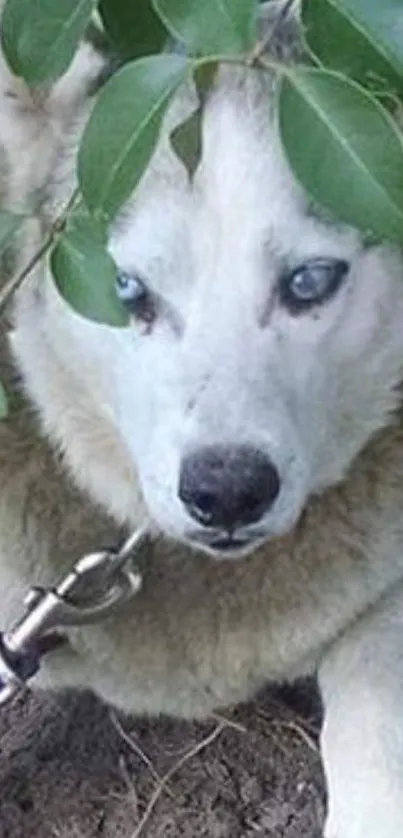 Husky with blue eyes under green leaves.