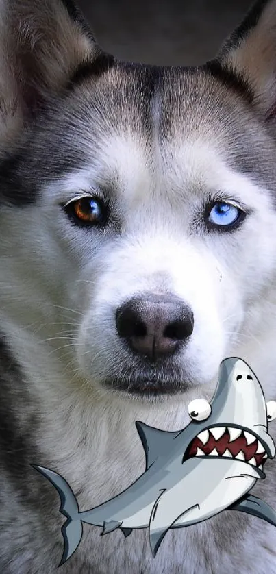 Husky with different colored eyes and a cartoon shark illustration.