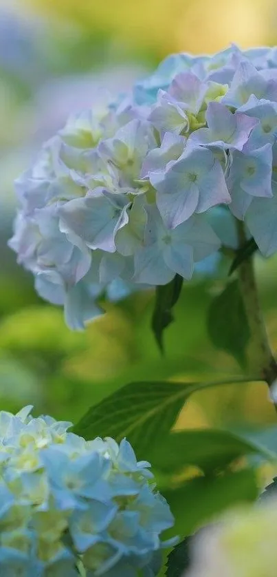 Light blue hydrangea blossoms with green leaves, perfect for mobile wallpaper.