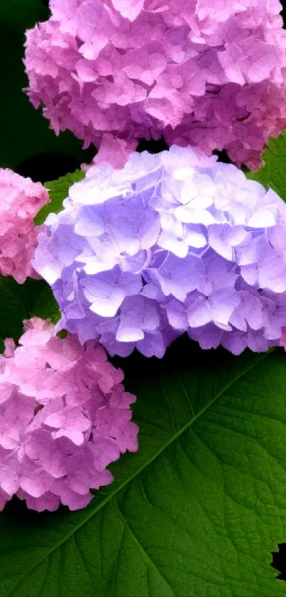 Pink and purple hydrangeas with green leaves wallpaper.