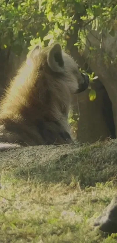 Hyena resting in forested area with sunlight filtering through trees.