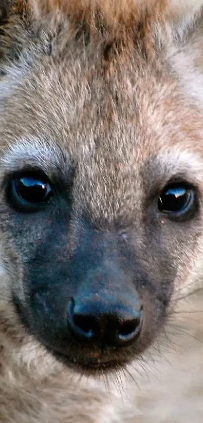 Close-up portrait of a hyena with warm earthy tones, ideal for phone wallpaper.