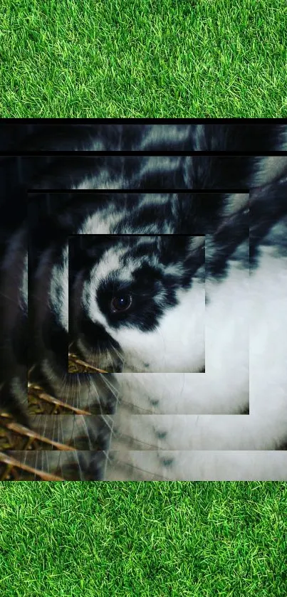 Hypnotic Rabbit Spiral Wallpaper - free download