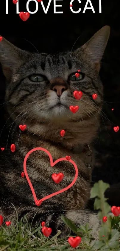 Adorable brown tabby cat with heart shape on I Love Cat wallpaper.