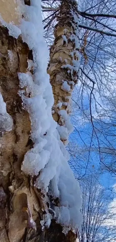 Winter scene with icy tree bark against blue sky.