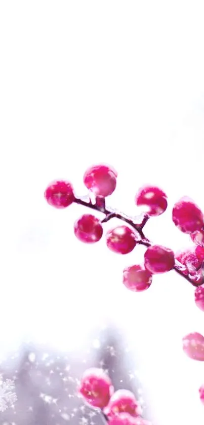 Pink berries on icy branches with a white snowy background.