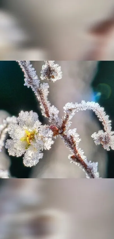 Frost-covered flower against a dark backdrop capturing winter essence.