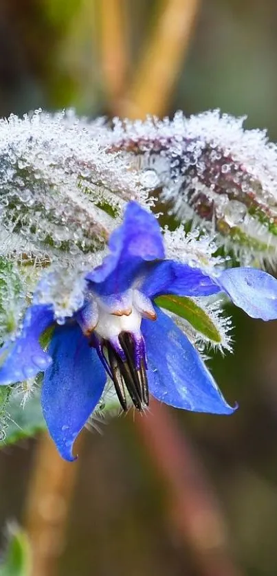 Detailed frosted blue flower with icy petals on nature wallpaper.