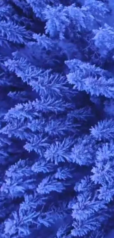 Icy blue wallpaper with frosted pine branches in close-up view.